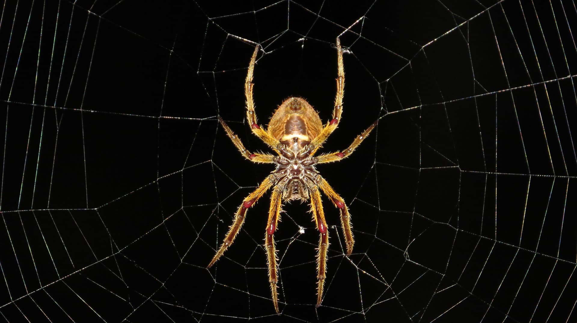 A garden spider at the centre of its dew-lit web against a black background