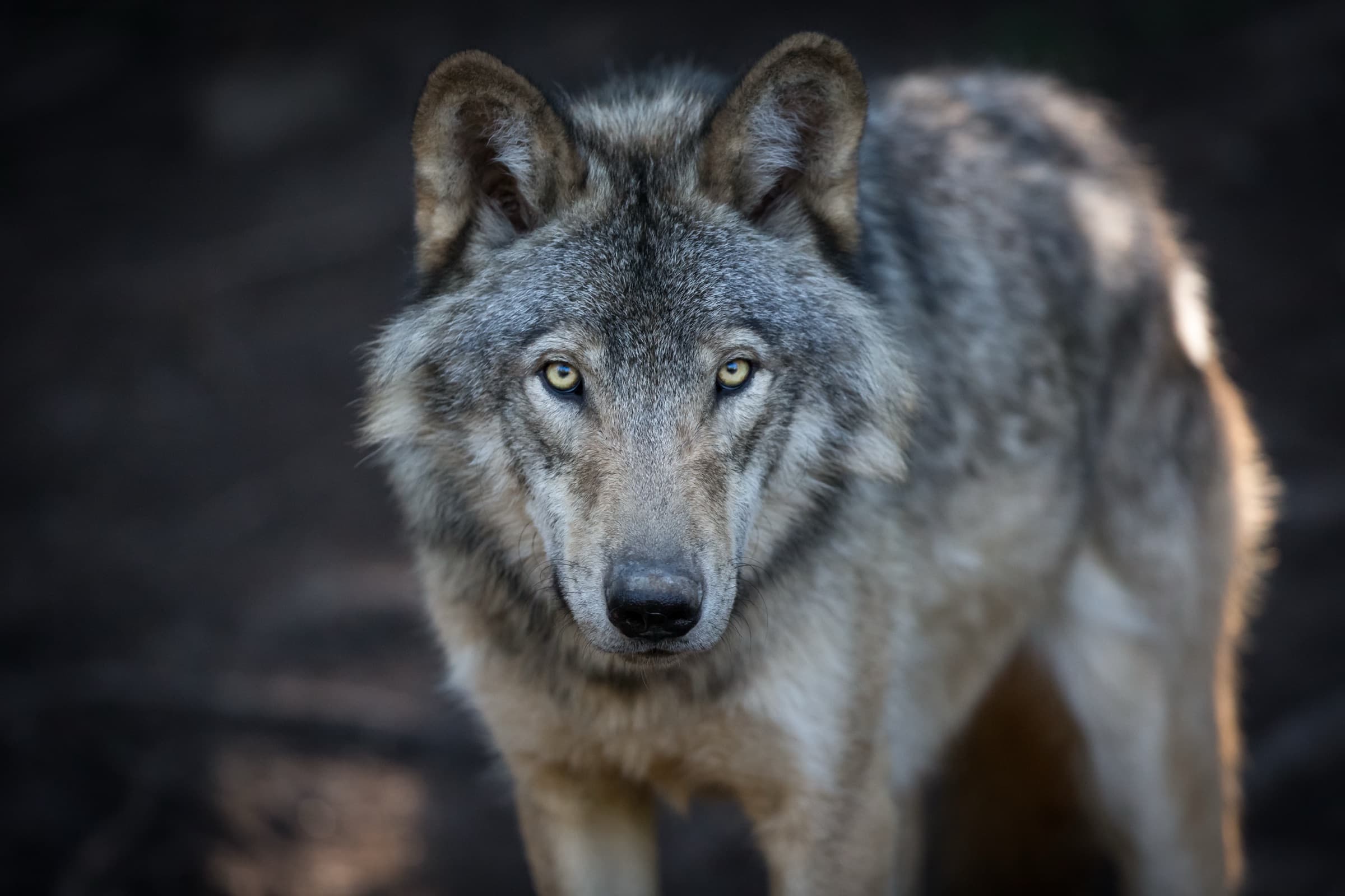 A grey wolf facing the camera, head lowered, in low winter light