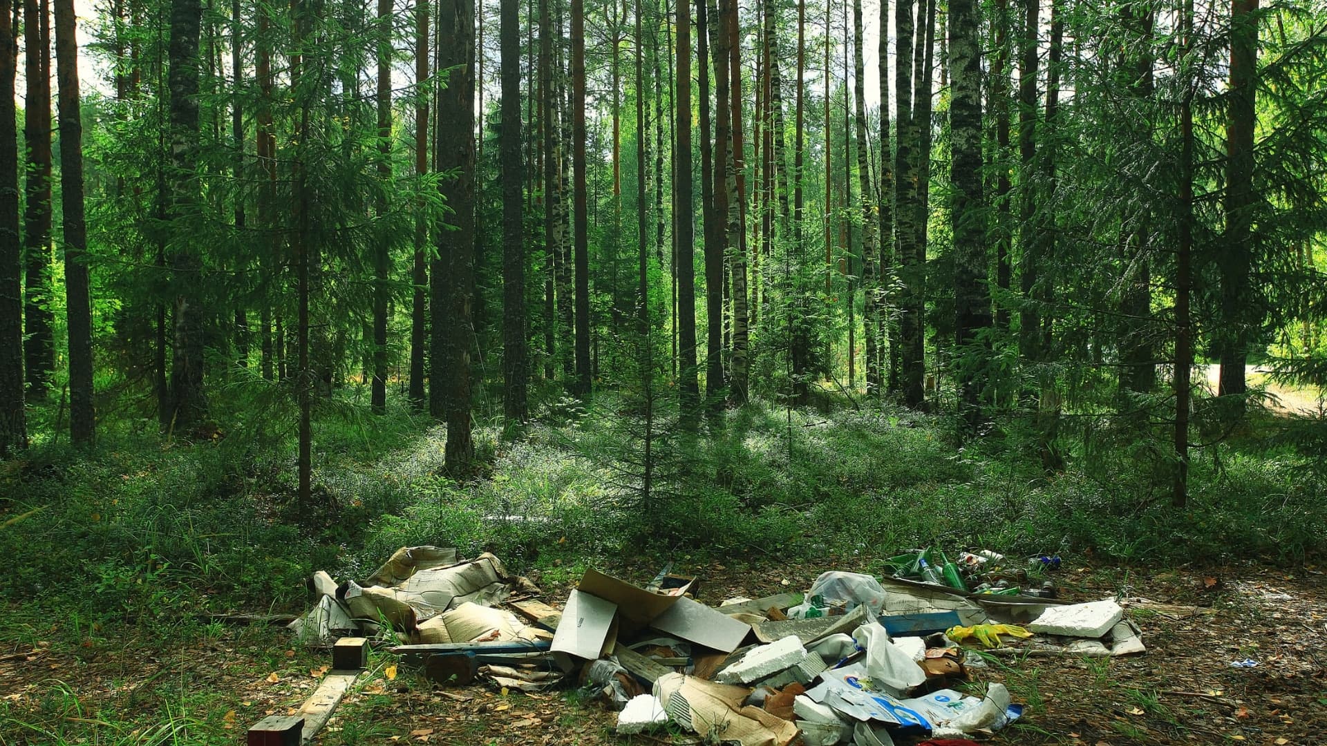Household waste dumped among the trees of a green forest