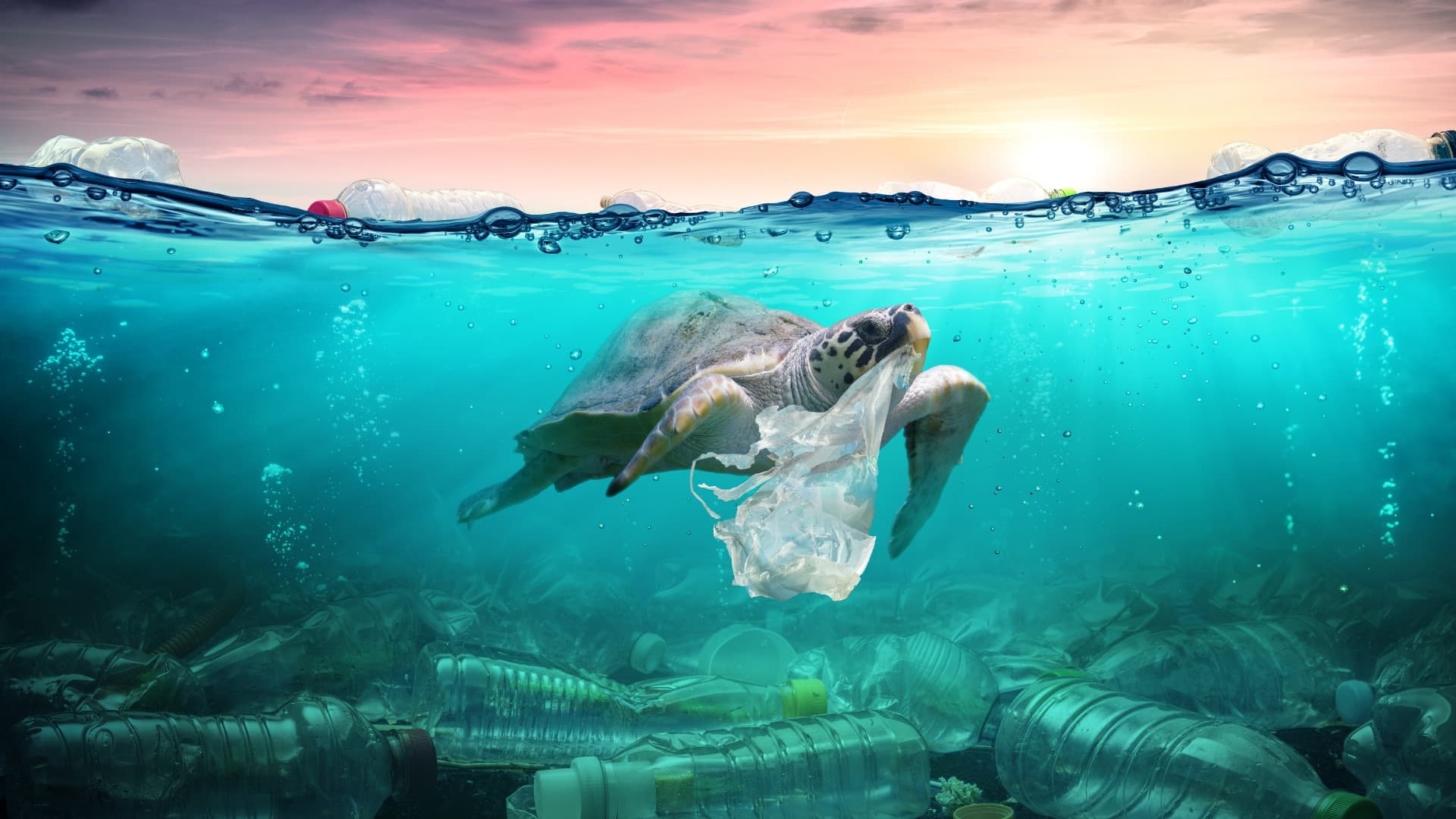 A sea turtle swimming through a drifting plastic bag, discarded bottles on the seabed beneath it