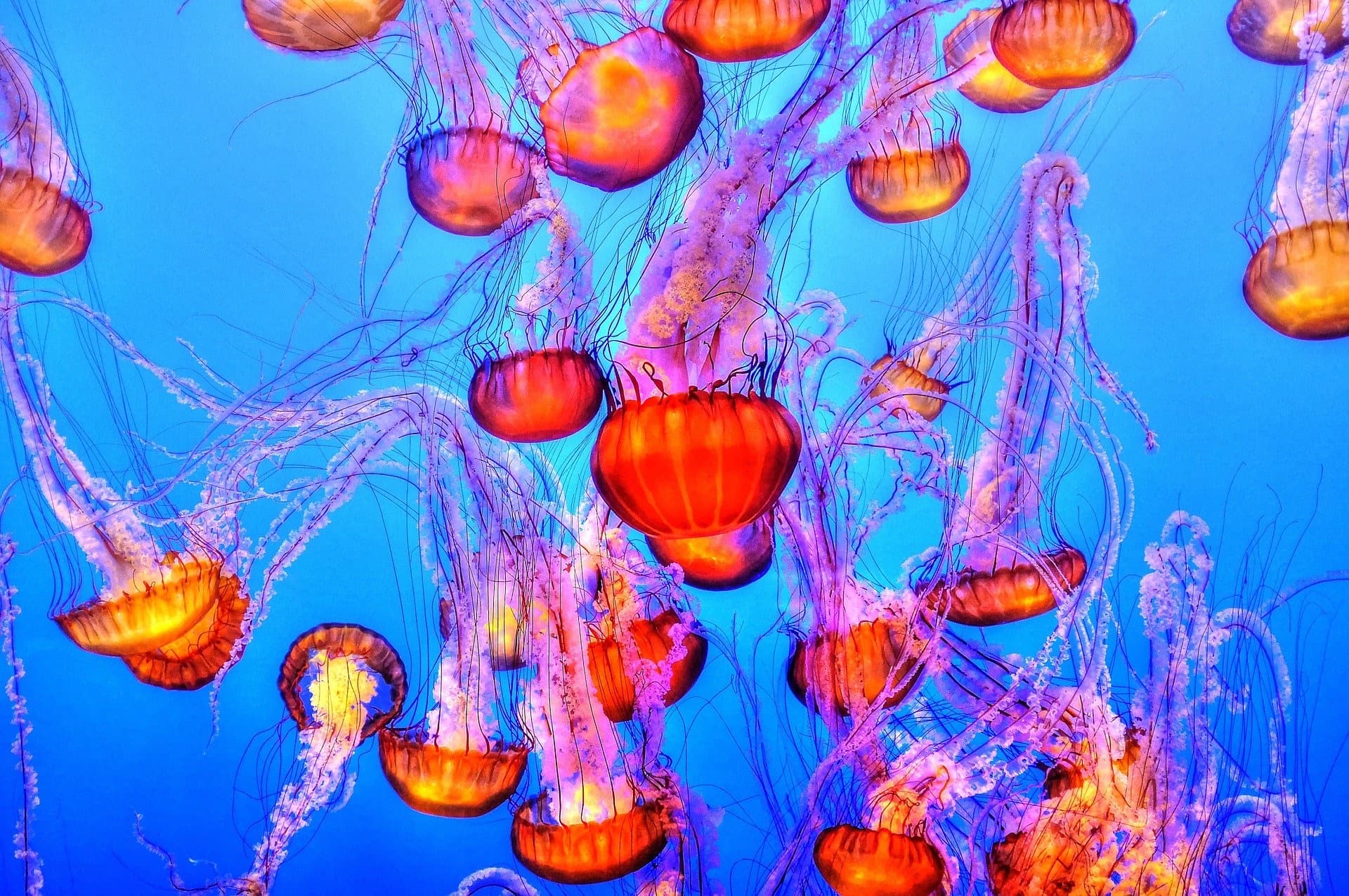 Orange and violet sea nettles drifting in blue water