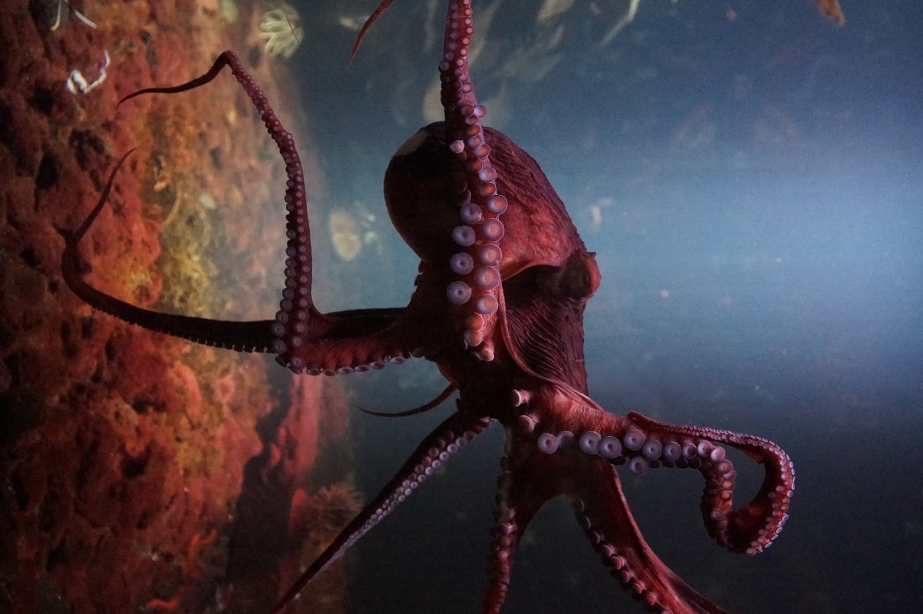 An octopus on a reef wall, arms spread and suckers turned toward the camera