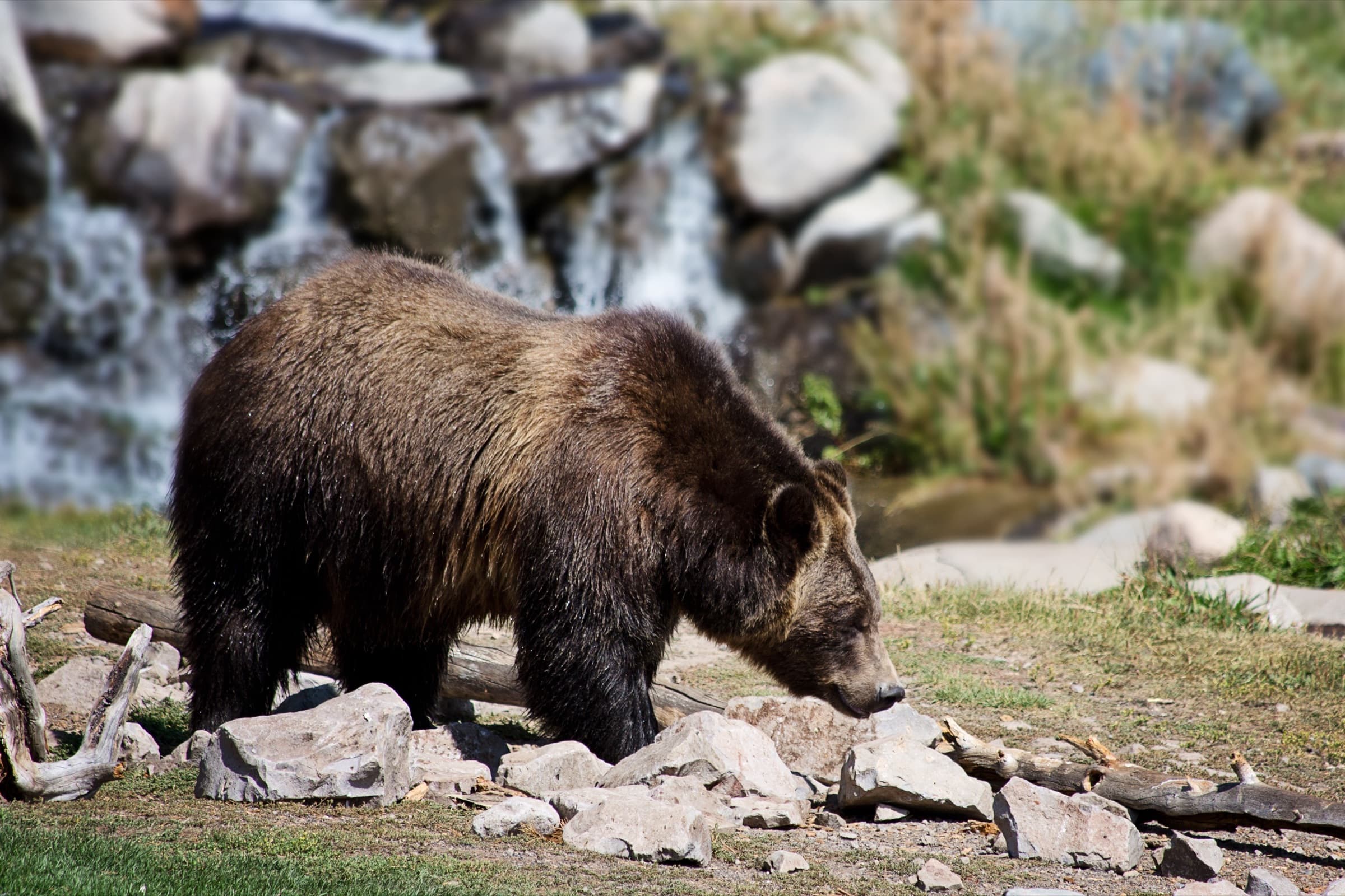 A grizzly bear foraging along a rocky stream bank