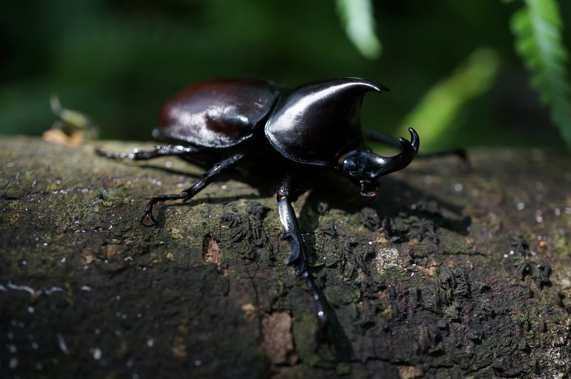 A rhinoceros beetle on mossy bark, its horn raised