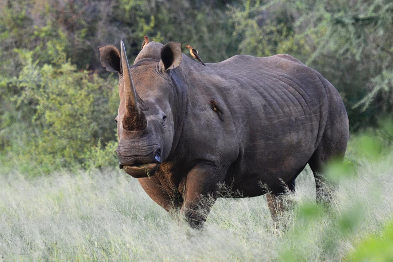 A white rhinoceros standing in tall grass with two oxpeckers perched on its back