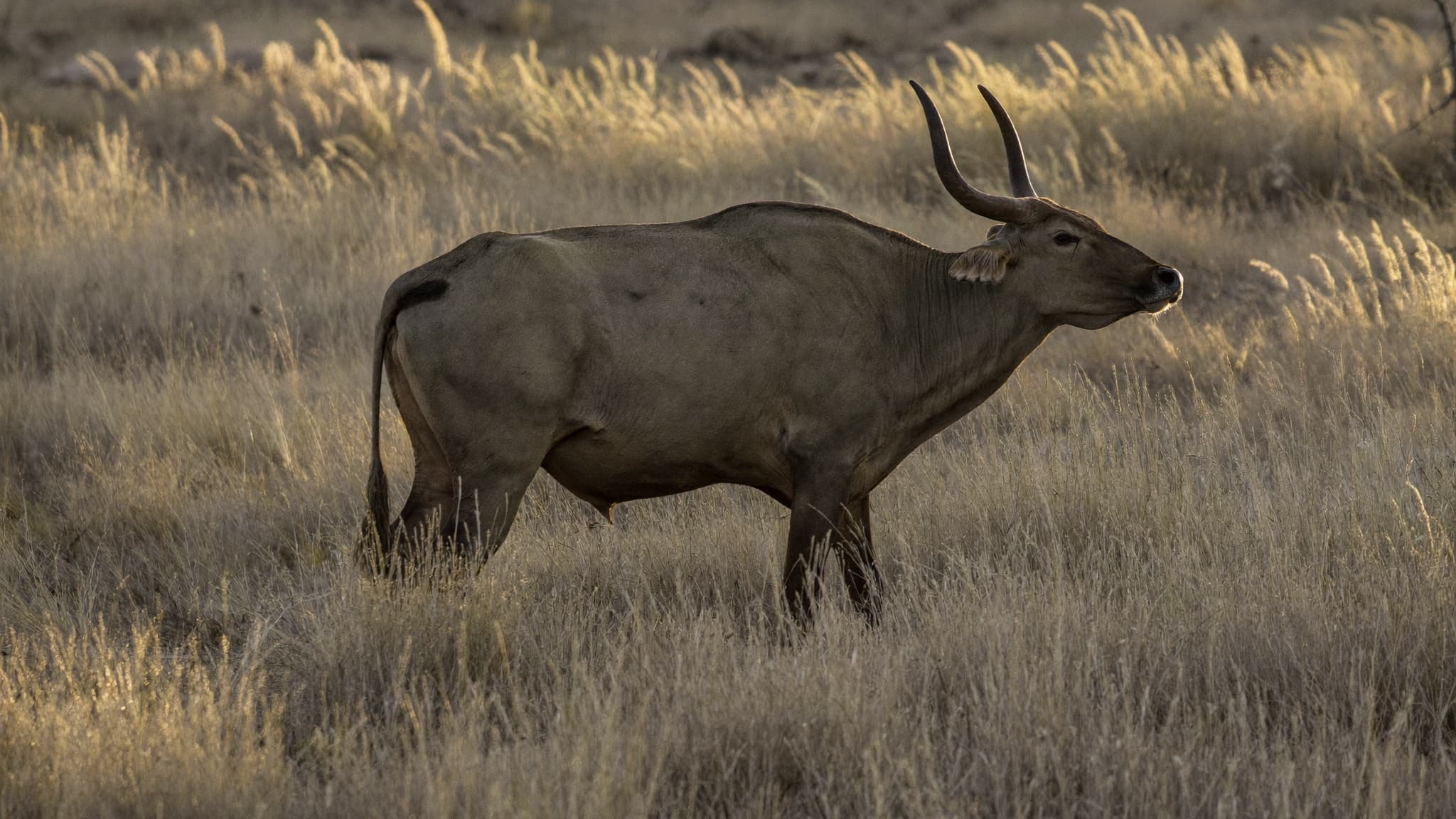 A kudu bull standing alert in tall dry grass at golden hour