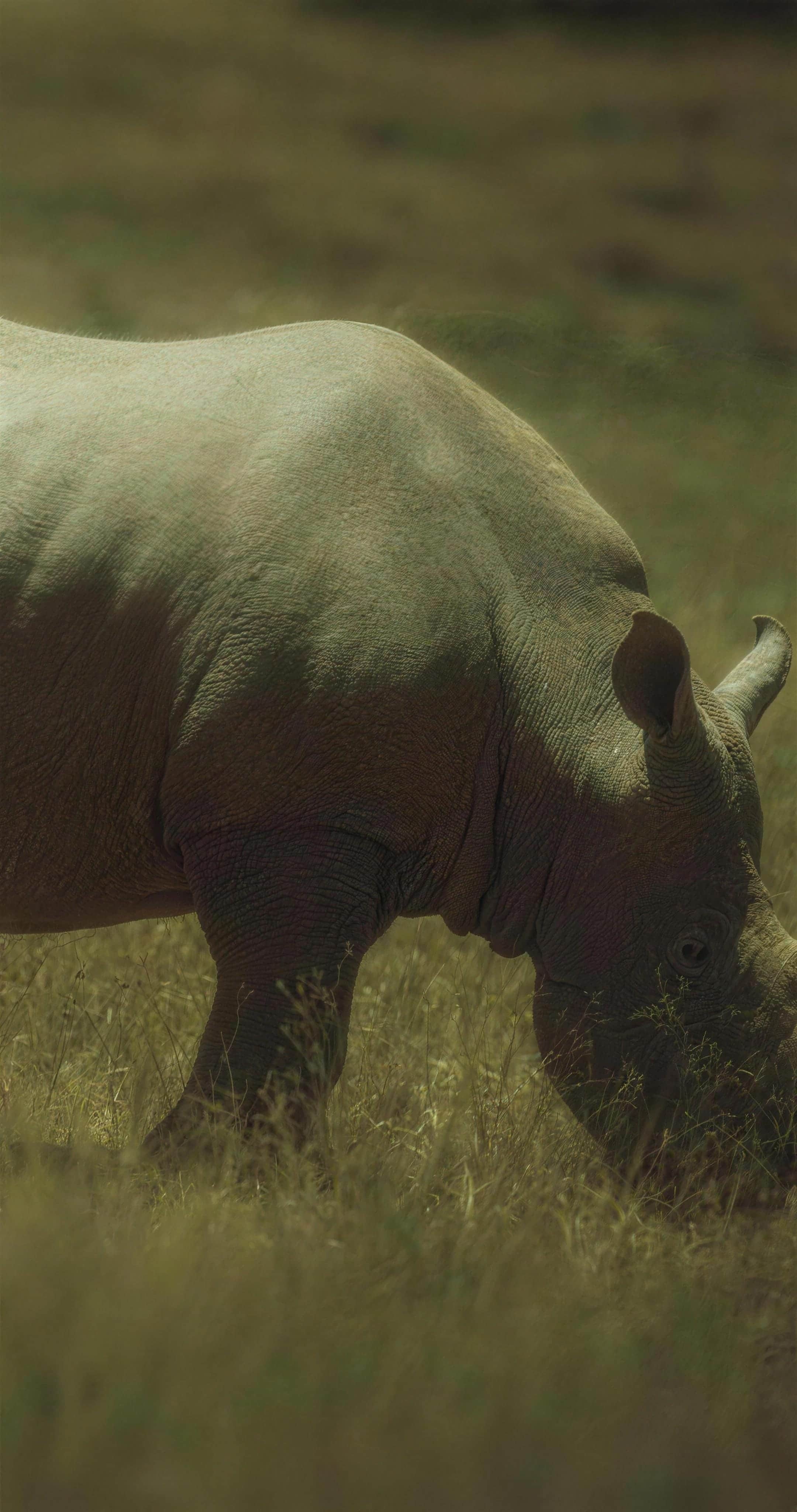 A lone white rhino grazing in dry golden grass